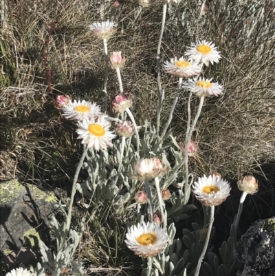 Leucochrysum alpinum (Alpine Sunray) at Yaouk, NSW - 20 Dec 2022 by Tapirlord