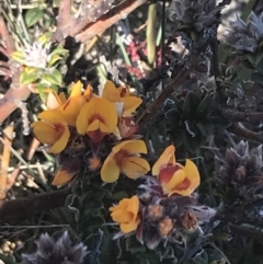 Oxylobium ellipticum (Common Shaggy Pea) at Yaouk, NSW - 20 Dec 2022 by Tapirlord