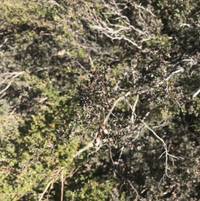 Gaudium namadgiense (Namadgi Tea-tree) at Scabby Range Nature Reserve - 20 Dec 2022 by Tapirlord
