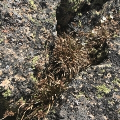 Luzula novae-cambriae at Yaouk, NSW - 20 Dec 2022