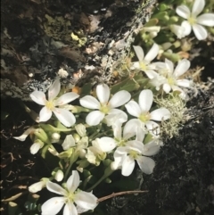 Montia australasica (White Purslane) at Rendezvous Creek, ACT - 20 Dec 2022 by Tapirlord