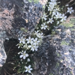 Montia australasica at Rendezvous Creek, ACT - 20 Dec 2022