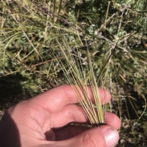 Austrostipa nivicola at Rendezvous Creek, ACT - 20 Dec 2022