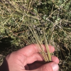 Austrostipa nivicola at Rendezvous Creek, ACT - 20 Dec 2022 03:48 PM