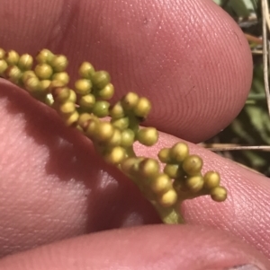 Botrychium lunaria at Rendezvous Creek, ACT - suppressed