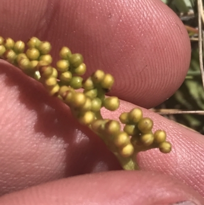 Botrychium lunaria (Grassy Moonwort) at Rendezvous Creek, ACT - 20 Dec 2022 by Tapirlord