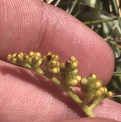 Botrychium lunaria at Rendezvous Creek, ACT - suppressed