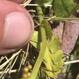 Botrychium lunaria at Rendezvous Creek, ACT - suppressed