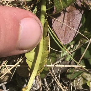 Botrychium lunaria at Rendezvous Creek, ACT - suppressed