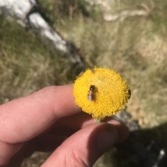 Craspedia aurantia var. jamesii (Large Alpine Buttons) at Yaouk, NSW - 20 Dec 2022 by Tapirlord