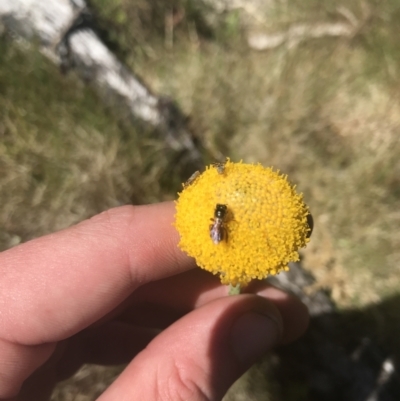 Craspedia aurantia var. jamesii (Large Alpine Buttons) at Yaouk, NSW - 20 Dec 2022 by Tapirlord