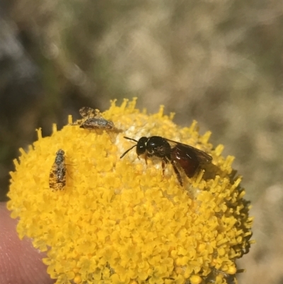Exoneura sp. (genus) (A reed bee) at Scabby Range Nature Reserve - 20 Dec 2022 by Tapirlord