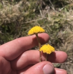 Craspedia adenophora (Sticky Billy Buttons) at Namadgi National Park - 20 Dec 2022 by Tapirlord