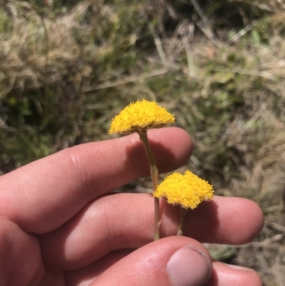 Craspedia adenophora (Sticky Billy Buttons) at Namadgi National Park - 20 Dec 2022 by Tapirlord