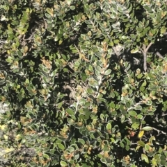 Grevillea diminuta at Scabby Range Nature Reserve - 20 Dec 2022 by Tapirlord