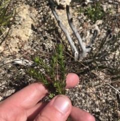 Olearia sp. Rhizomatica (I.R.Telford 11549) (Daisy Bush (Australian National Herbarium)) at Scabby Range Nature Reserve - 20 Dec 2022 by Tapirlord