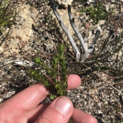 Olearia sp. Rhizomatica (I.R.Telford 11549) (Daisy Bush (Australian National Herbarium)) at Yaouk, NSW - 20 Dec 2022 by Tapirlord