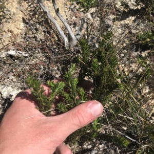 Olearia heloderma at Yaouk, NSW - 20 Dec 2022