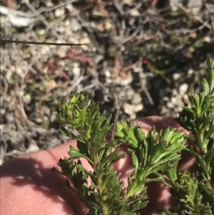 Olearia heloderma at Yaouk, NSW - 20 Dec 2022