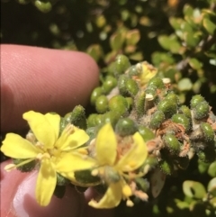 Asterolasia trymalioides (Alpine Star Bush) at Scabby Range Nature Reserve - 20 Dec 2022 by Tapirlord