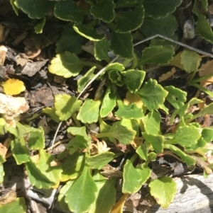 Viola improcera at Yaouk, NSW - 20 Dec 2022