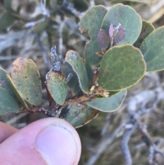 Acacia alpina (Alpine Wattle) at Scabby Range Nature Reserve - 20 Dec 2022 by Tapirlord