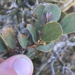 Acacia alpina at Yaouk, NSW - 20 Dec 2022