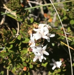 Westringia lucida (Shining Westringia) at Yaouk, NSW - 20 Dec 2022 by Tapirlord