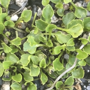 Viola improcera at Yaouk, NSW - 20 Dec 2022