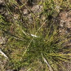 Machaerina gunnii at Rendezvous Creek, ACT - 20 Dec 2022 01:25 PM