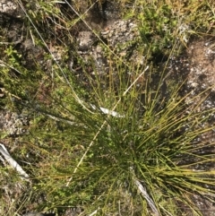 Baumea gunnii at Rendezvous Creek, ACT - 20 Dec 2022