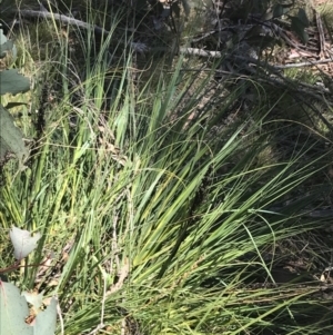 Gahnia subaequiglumis at Rendezvous Creek, ACT - 20 Dec 2022