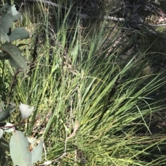 Gahnia subaequiglumis at Rendezvous Creek, ACT - 20 Dec 2022