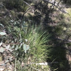 Gahnia subaequiglumis at Rendezvous Creek, ACT - 20 Dec 2022