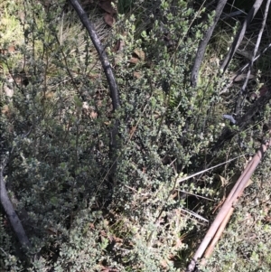 Leptospermum myrtifolium at Rendezvous Creek, ACT - 20 Dec 2022 01:14 PM