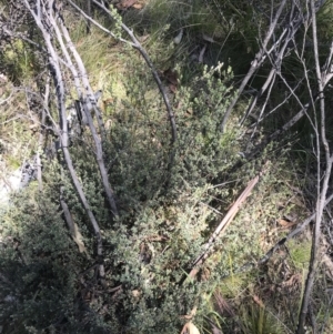 Leptospermum myrtifolium at Rendezvous Creek, ACT - 20 Dec 2022 01:14 PM