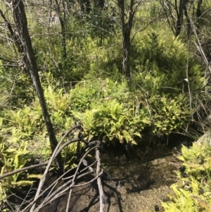 Blechnum nudum at Cotter River, ACT - 20 Dec 2022 12:47 PM