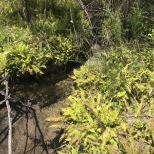 Blechnum nudum at Cotter River, ACT - 20 Dec 2022 12:47 PM