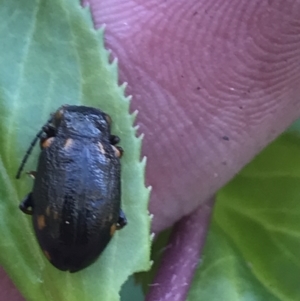 Chalcolampra sp. (genus) at Yaouk, NSW - 20 Dec 2022