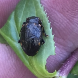 Chalcolampra sp. (genus) at Yaouk, NSW - 20 Dec 2022