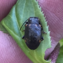 Chalcolampra sp. (genus) at Yaouk, NSW - 20 Dec 2022