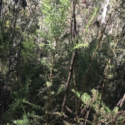 Cassinia aculeata subsp. aculeata (Dolly Bush, Common Cassinia, Dogwood) at Yaouk, NSW - 20 Dec 2022 by Tapirlord