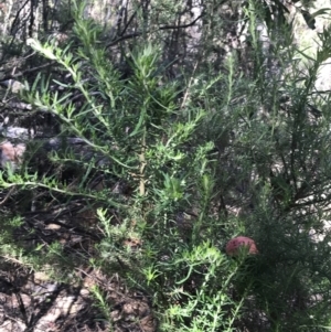 Cassinia aculeata subsp. aculeata at Yaouk, NSW - 20 Dec 2022