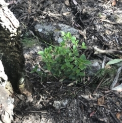 Coprosma hirtella (Currant Bush) at Yaouk, NSW - 19 Dec 2022 by Tapirlord