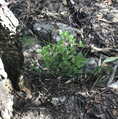 Coprosma hirtella (Currant Bush) at Scabby Range Nature Reserve - 19 Dec 2022 by Tapirlord