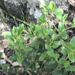 Coprosma hirtella at Yaouk, NSW - 20 Dec 2022