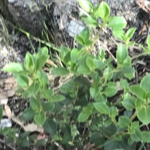 Coprosma hirtella at Yaouk, NSW - 20 Dec 2022