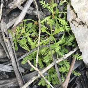 Cotula alpina at Yaouk, NSW - 20 Dec 2022