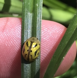 Paropsisterna obliterata at Yaouk, NSW - 20 Dec 2022 10:30 AM