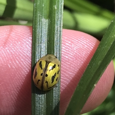 Paropsisterna obliterata (Obliterate Melaleuca Leaf Beetle) at Yaouk, NSW - 20 Dec 2022 by Tapirlord